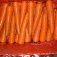 New Harvest of Good Quality Fresh Carrot